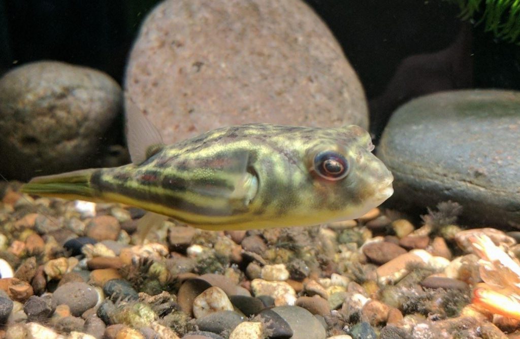 FAHAKA PUFFER - 斑马狗头