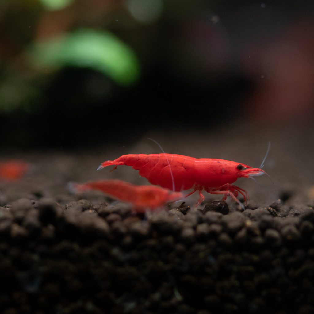 TAIWAN FIRE RED SHRIMP – 台湾极火蝦【10 PCs / SET】