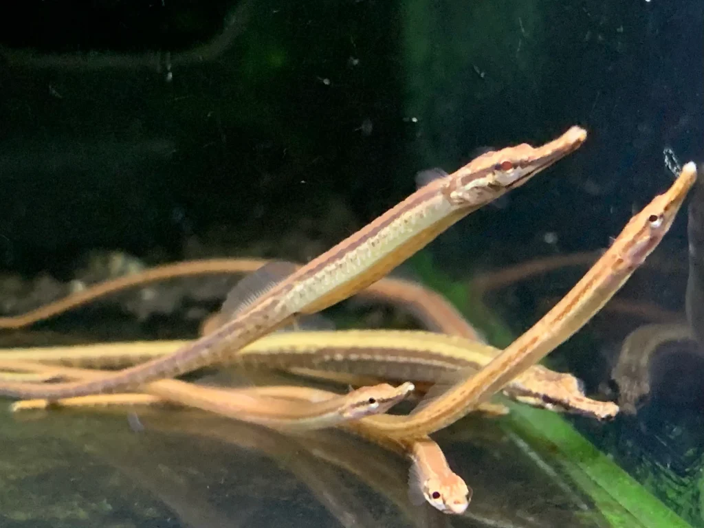 FRESHWATER PIPE FISH - 淡水海龙