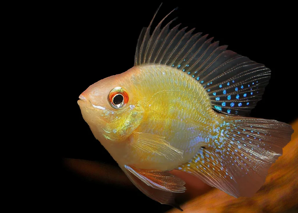 Golden Balloon Ram