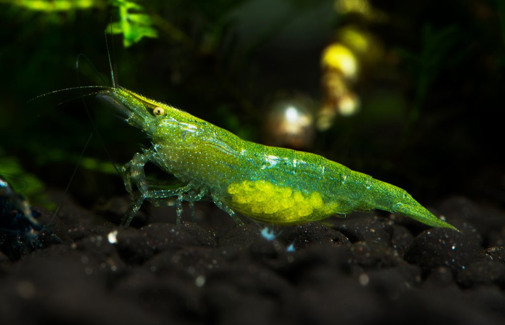 TAIWAN GREEN BABAULTI SHRIMP - 台湾印度绿米蝦【10 PCs / SET】