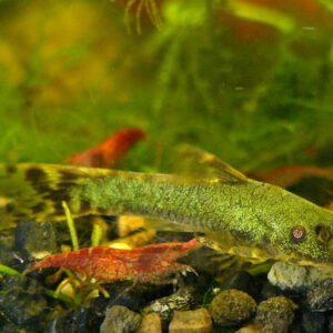 GREEN HISONOTUS - 绿精灵