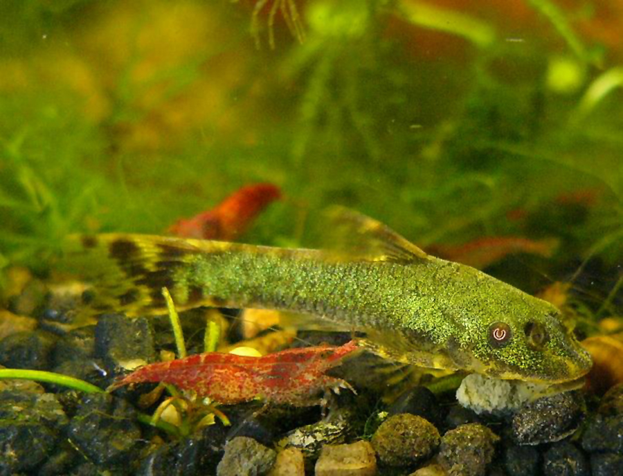 GREEN HISONOTUS - 绿精灵