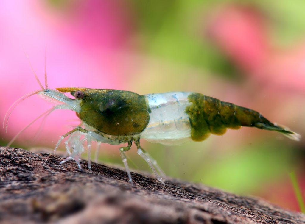 TAIWAN GREEN RILI SHRIMP - 台湾绿琉璃米蝦【10 PCs / SET】