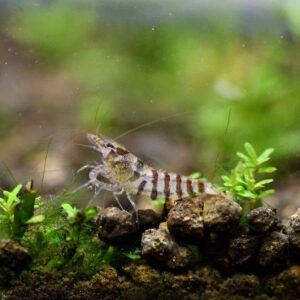 TAIWAN INDIAN ZEBRA SHRIMP - 台湾印第安斑马米蝦【10 PCs / SET】