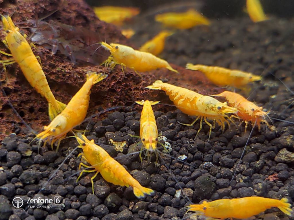 TAIWAN JINSHA SHRIMP – 台湾金莎米蝦【10 PCs / SET】