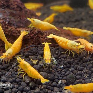 TAIWAN JINSHA SHRIMP – 台湾金莎米蝦【10 PCs / SET】
