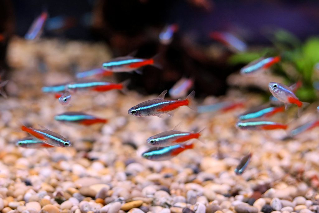 NEON TETRA - 日光灯 / 电光鱼