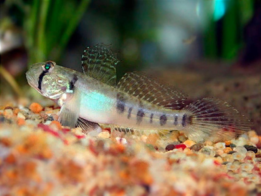 SHARPTAIL GOBY - 尖鳍寡鳞蝦虎