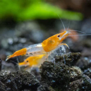 TAIWAN ORANGE RILI SHRIMP – 台湾橘琉璃米蝦【10 PCs / SET】