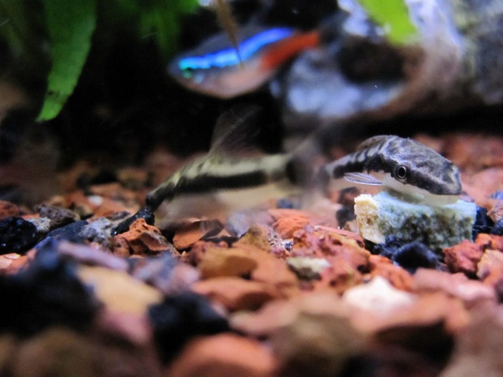 OTOCINCLUS CATFISH - 小精灵