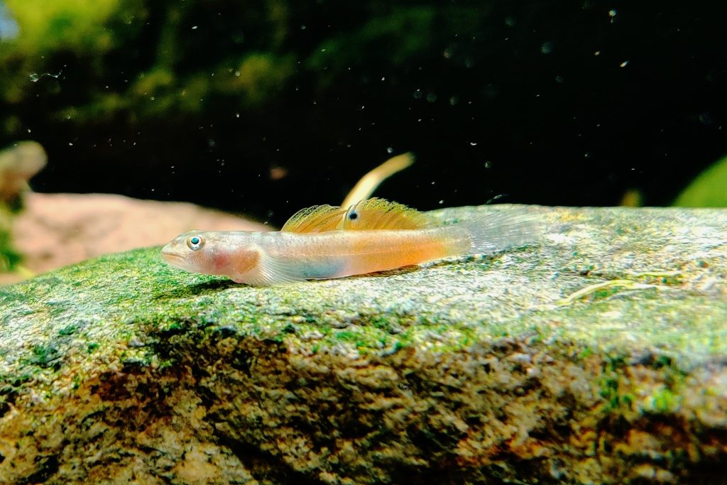 PAPUAN RED GOBY - 多幅韧虾虎