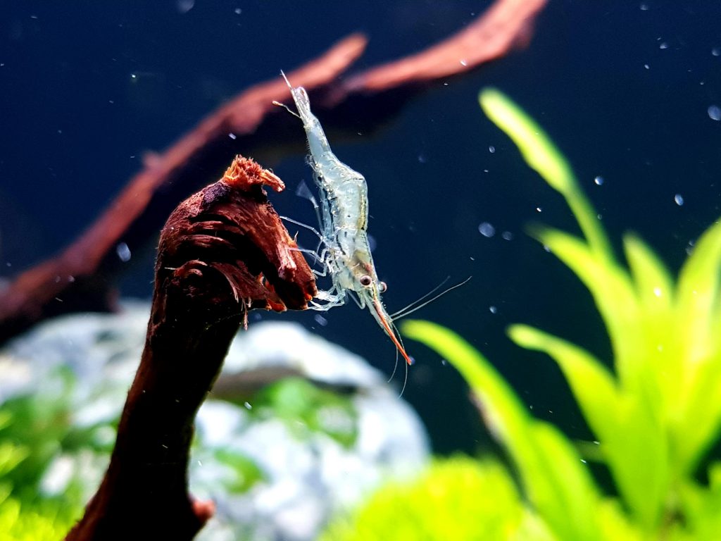 PINOCCHIO SHRIMP - 霸王紅腹長戢槍蝦【10 PCs / SET】