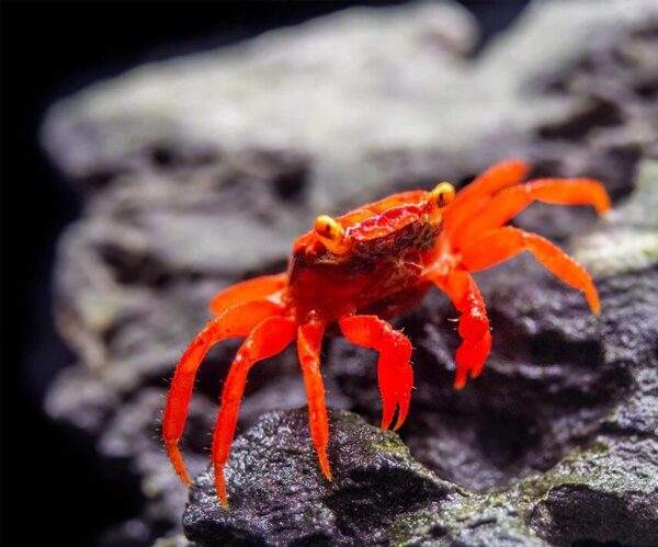 RED TOMATO VAMPIRE CRAB - 红番茄恶魔蟹