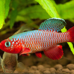 NOTHO RUBRIPINNIS - 粉红佳人鳉