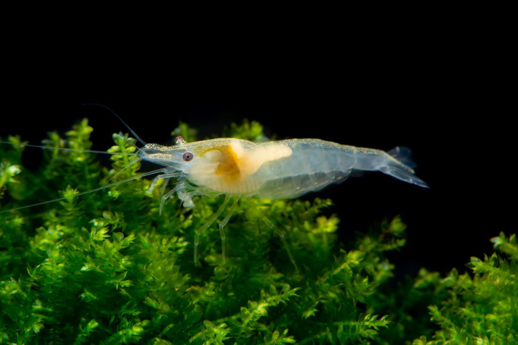 TAIWAN SNOWBALL SHRIMP - 台湾雪球米蝦【10 PCs / SET】