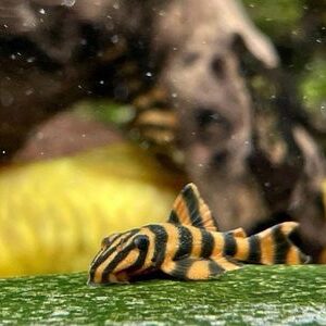 L306 TAKUTUT TIGER - 图腾红虎异形