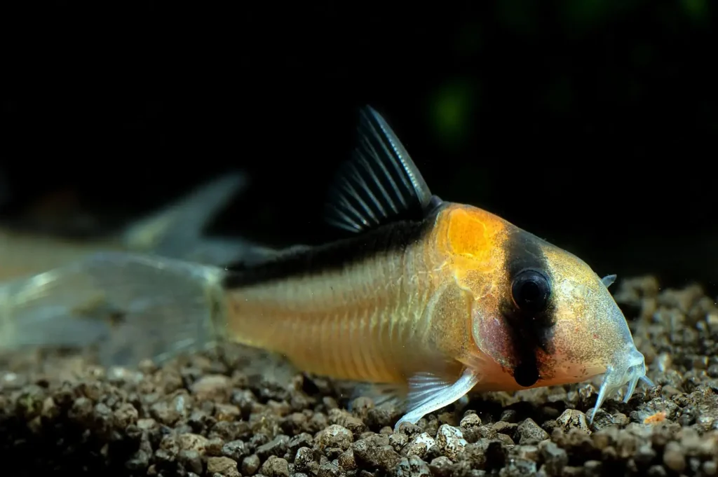 ADOLFOI CORYDORAS - 黑金红头鼠