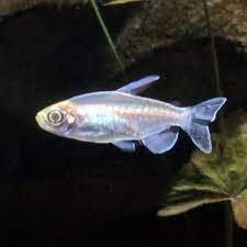ALBINO CONGO TETRA - 白子刚果灯 - Image 2