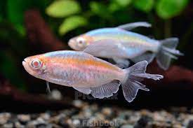 ALBINO CONGO TETRA - 白子刚果灯 - Image 3