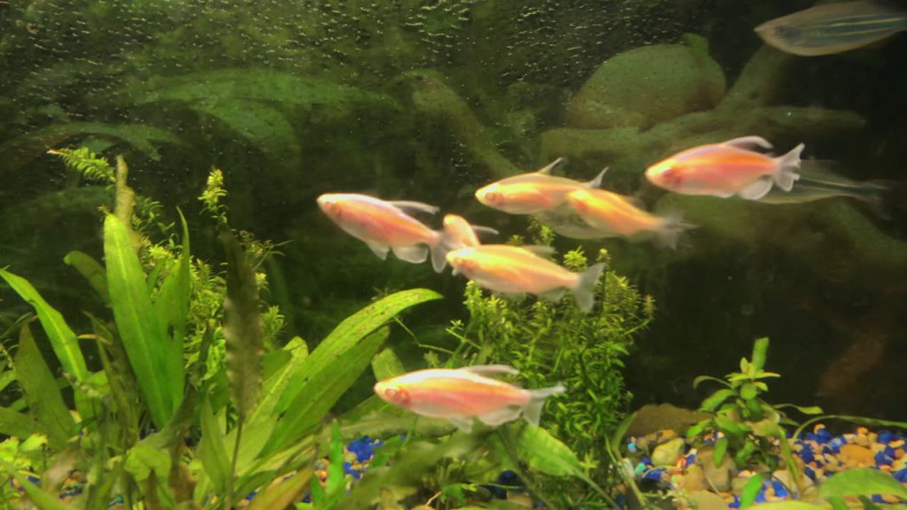 ALBINO CONGO TETRA - 白子刚果灯