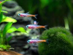ALBINO NEON TETRA - 白字日光灯 - Image 3