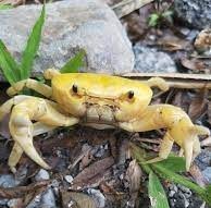 GEOSESARMA GOLDEN BANANA CRAB - 印尼香蕉蟹