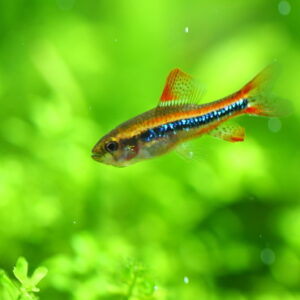 BLACK DARTER TETRA - 珍珠灯