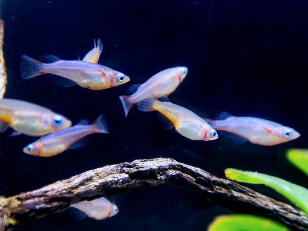 DAISY's BLUE RICEFISH / ORYZIAS WOWORAE - 七彩霓虹稻田鱼