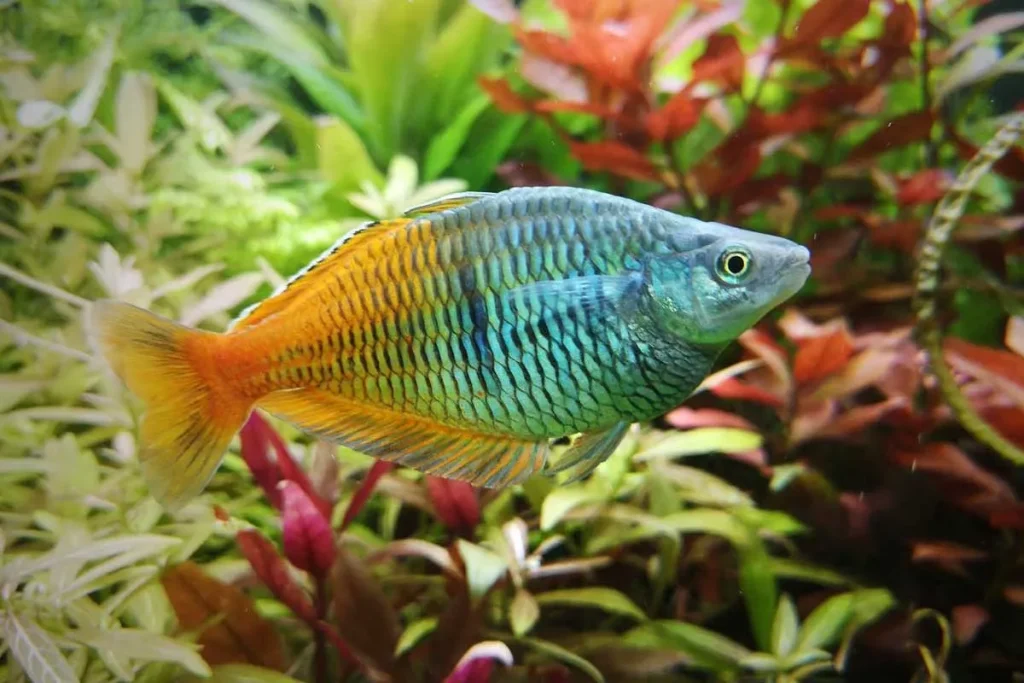BOESEMANI RAINBOWFISH - 石美人