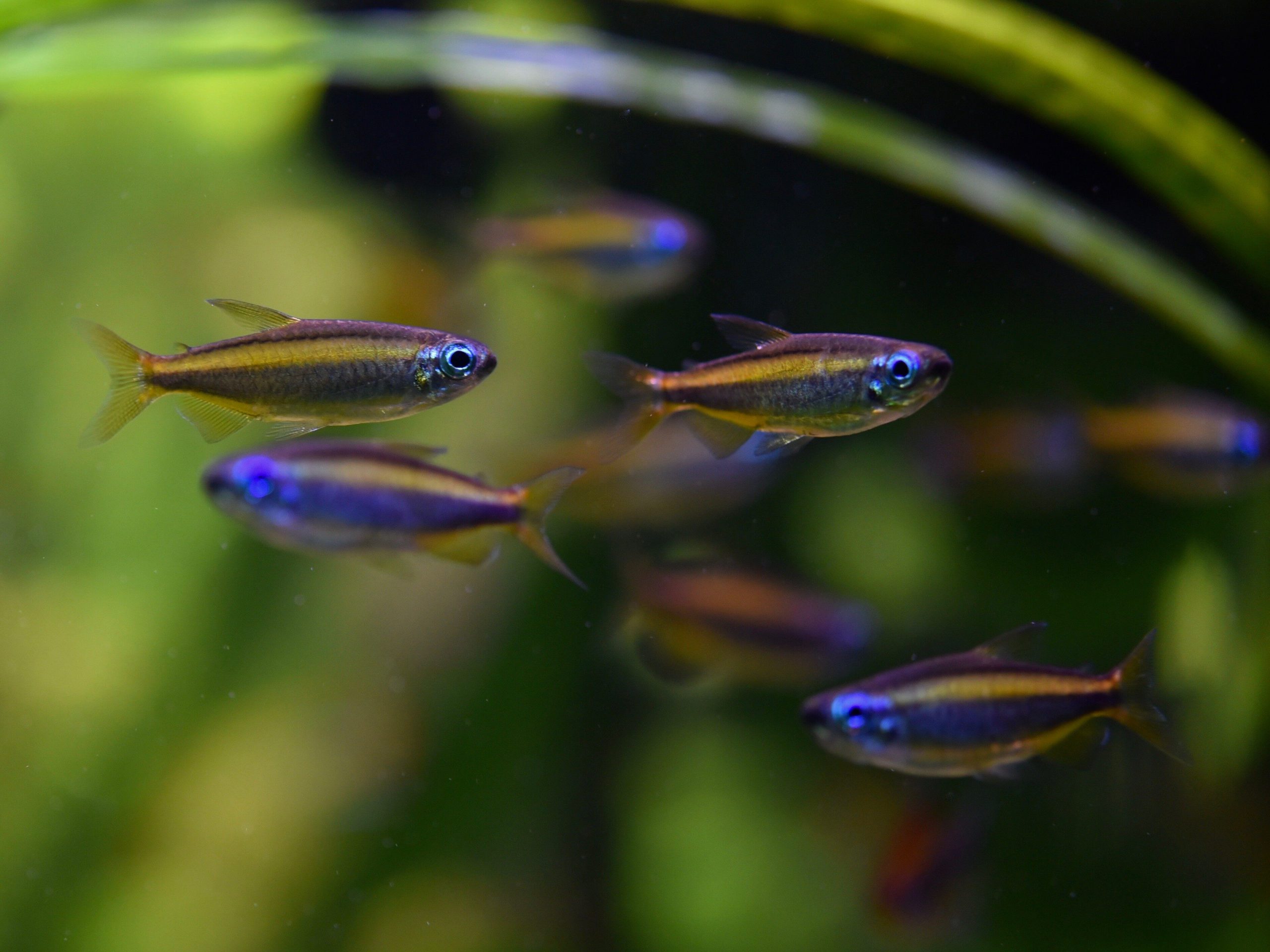 BROWN CONGO TETRA - 黄金刚果 - Image 2