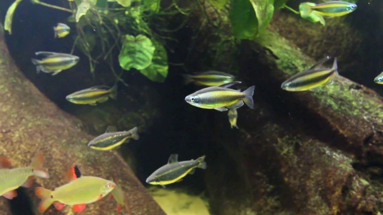 BROWN CONGO TETRA - 黄金刚果 - Image 3