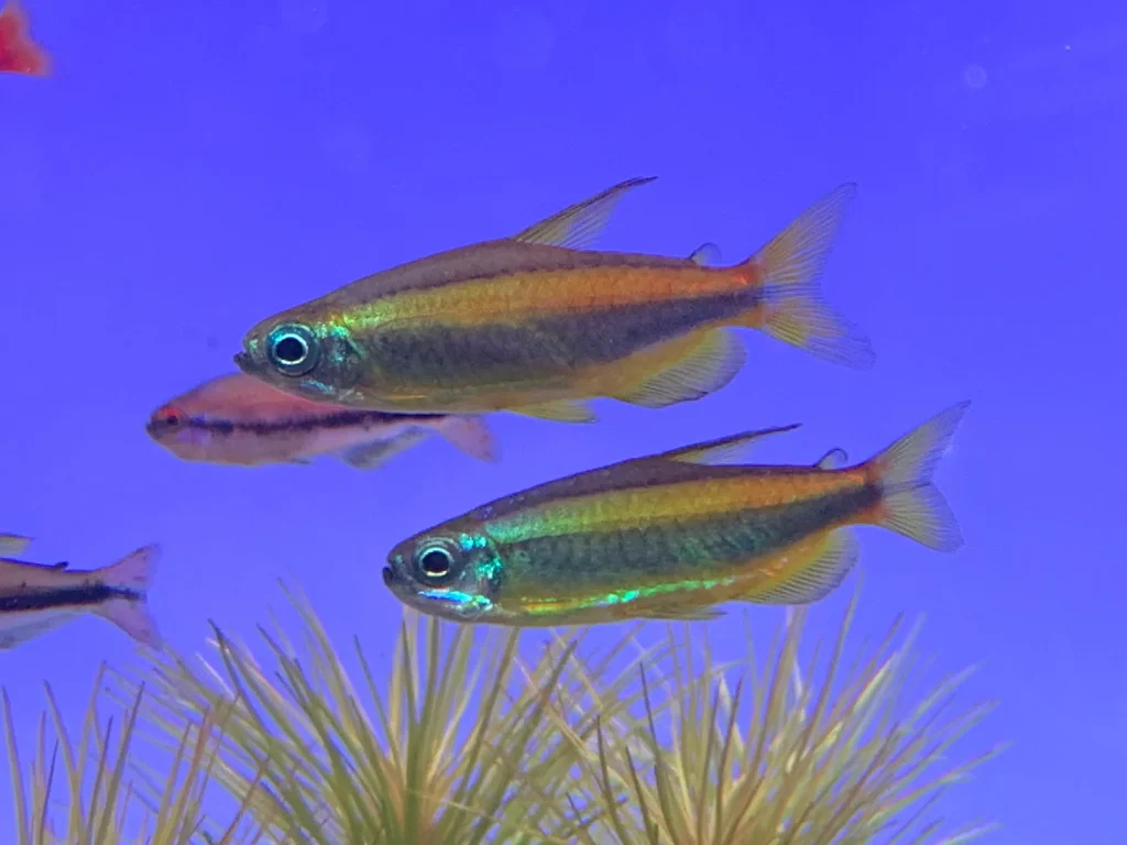BROWN CONGO TETRA - 黄金刚果