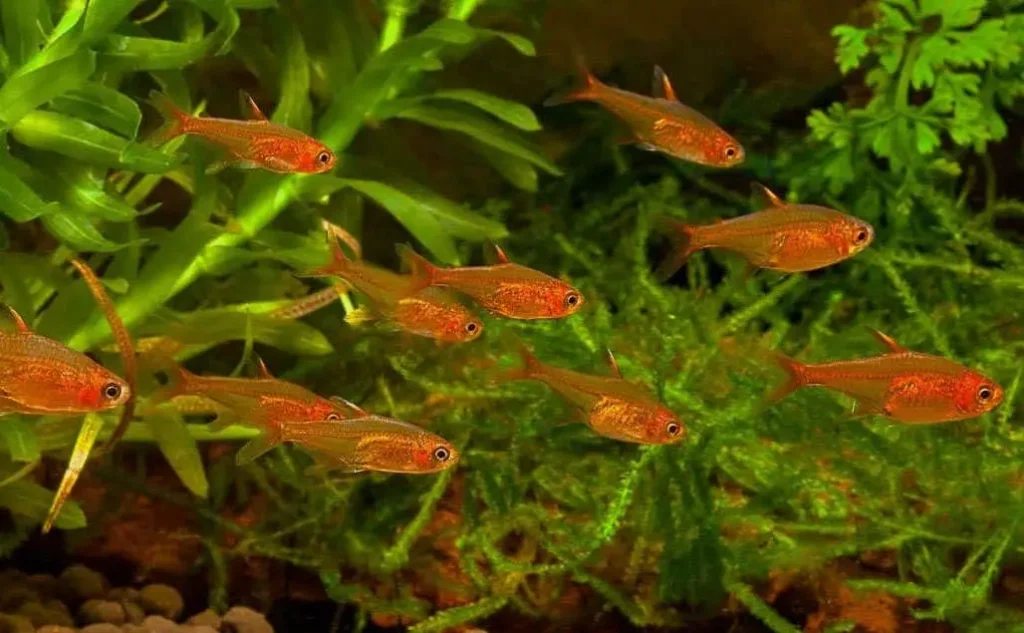 AMANDAE EMBER TETRA - 喷火灯