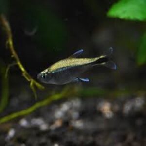 HEMIGRAMMUS RODWAYI - 金灯