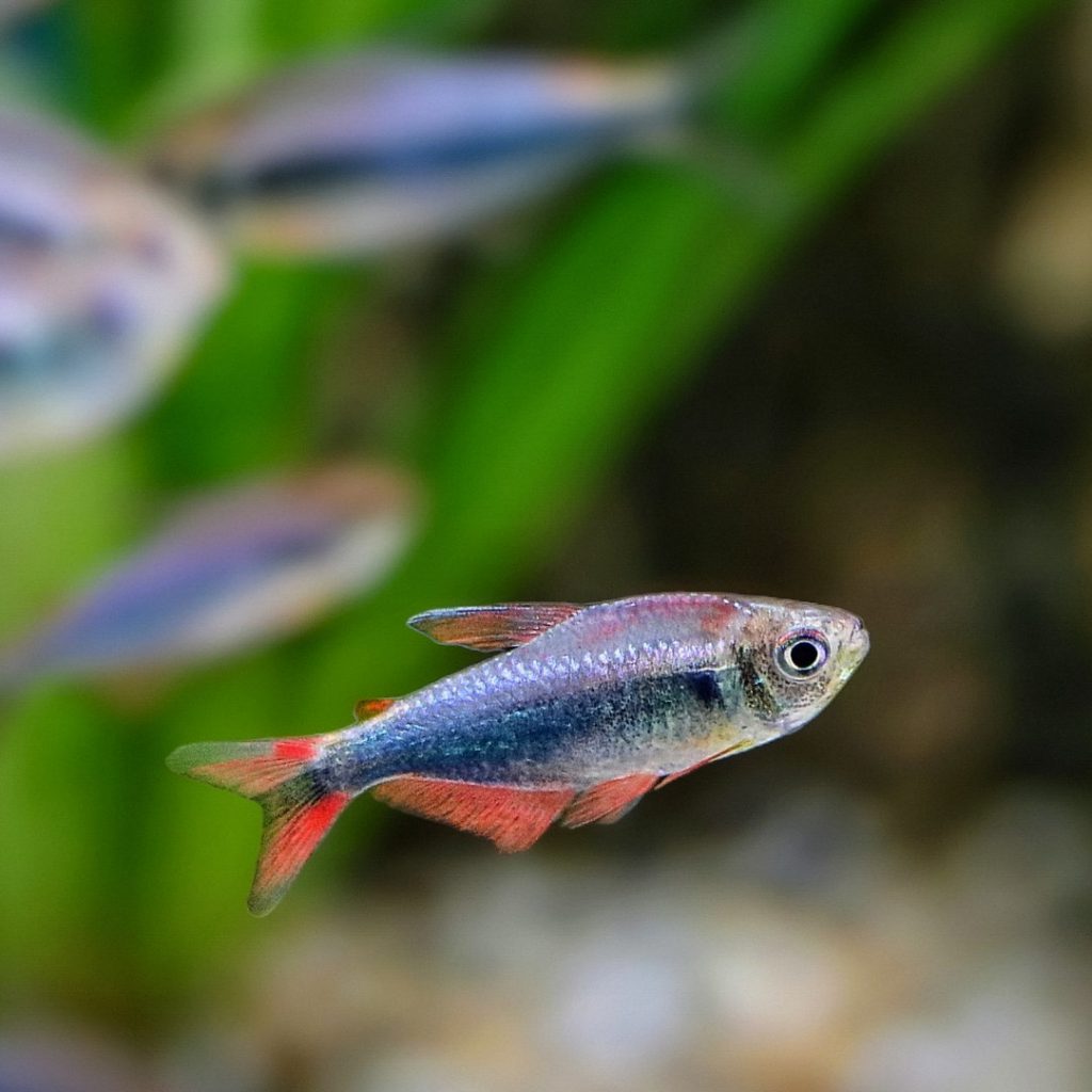 MARGITAE 'BLUE' - 血翅帝王灯