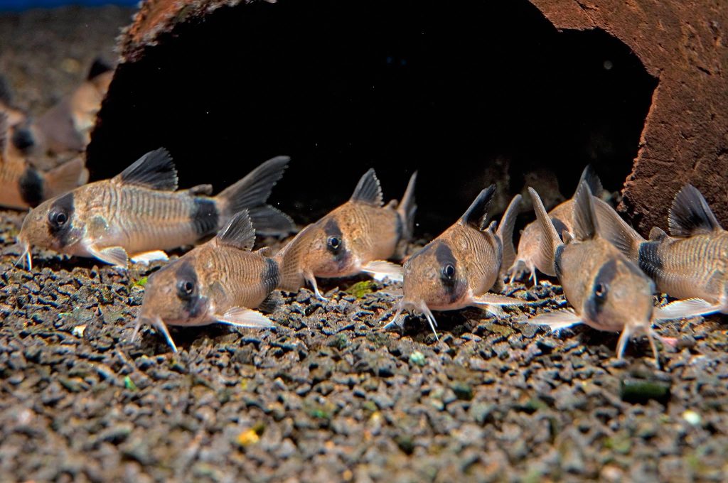 PANDA CORYDORAS - 熊猫鼠