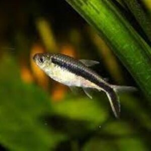 PENGUIN TETRA - 企鹅灯