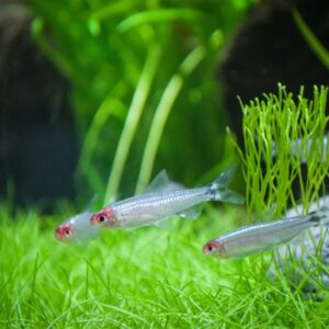 PLATINUM RUMMY NOSE - 白金红头