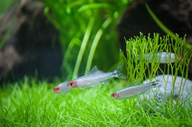 PLATINUM RUMMY NOSE - 白金红头