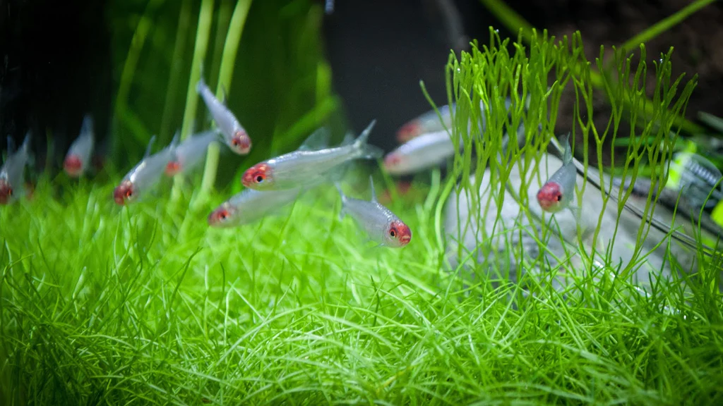 PLATINUM RUMMY NOSE - 白金红头 - Image 2