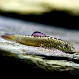 PURPLE FIN LOACH - 紫鳍吸鳅