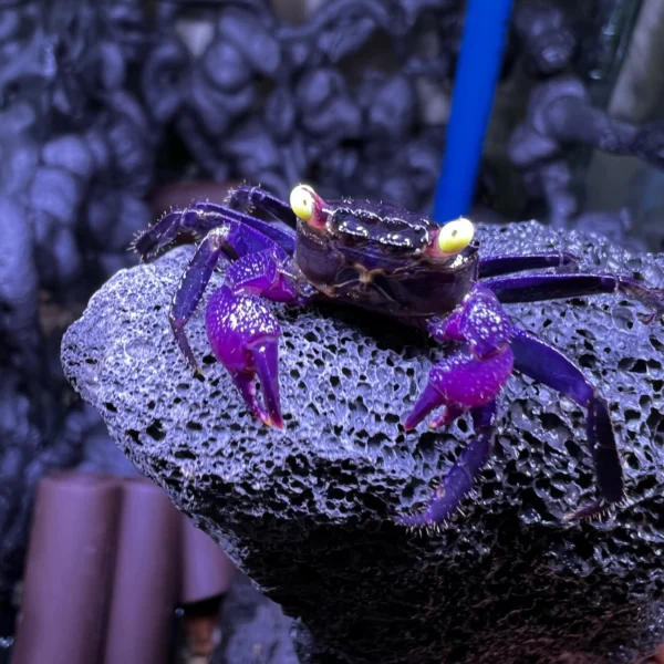 PURPLE GLOVES VAMPIRE CRAB - 紫幽灵恶魔蟹