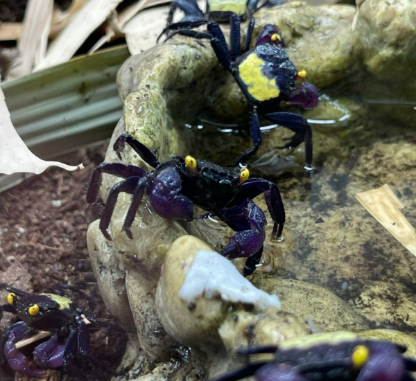 PURPLE YELLOW VAMPIRE CRAB - 黄紫面恶魔蟹
