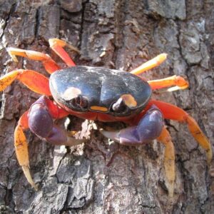 RAINBOW ARMATUM CRAB / CARDISOMA ARMATUM - 彩虹蟹