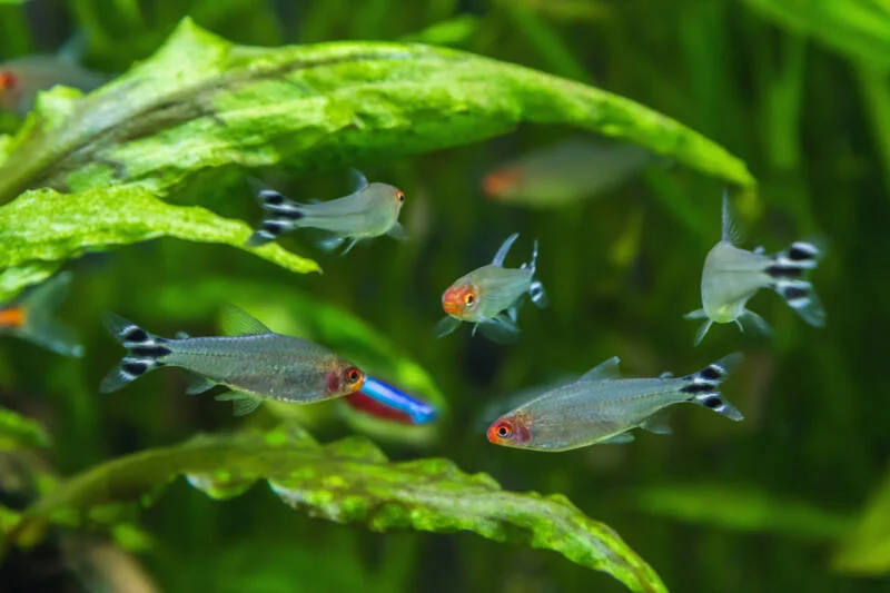 RUMMY NOSE TETRA - 红头剪刀
