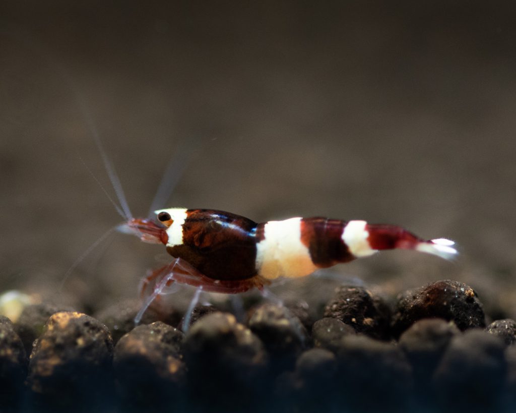 WINER RED KINGKONG 酒红金刚