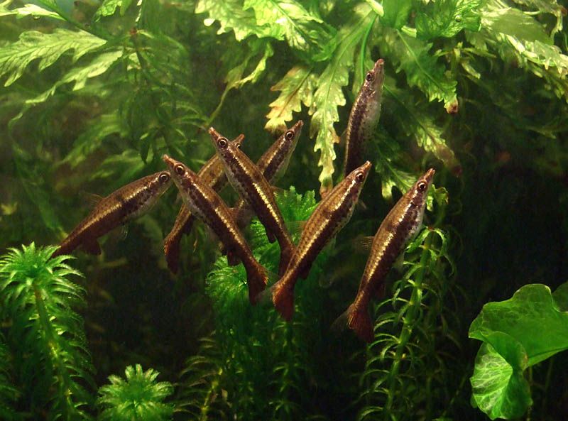 HOCKEYSTICK PENCILFISH 骑士铅笔 Su's Aquatic