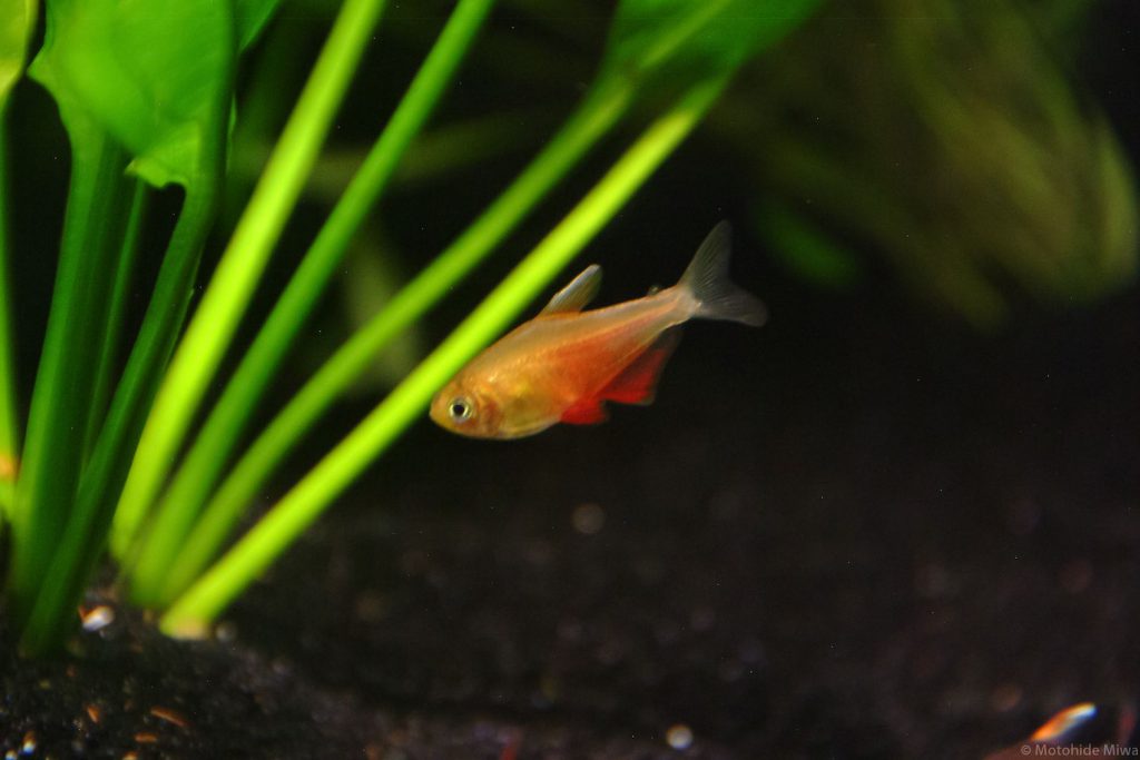 GOLDEN FLAME TETRA - 黄金火焰旗