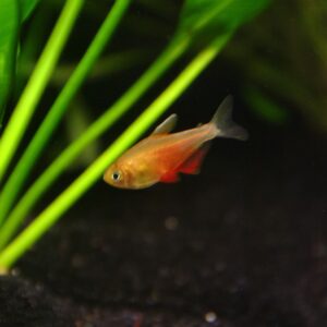 GOLDEN FLAME TETRA - 黄金火焰旗